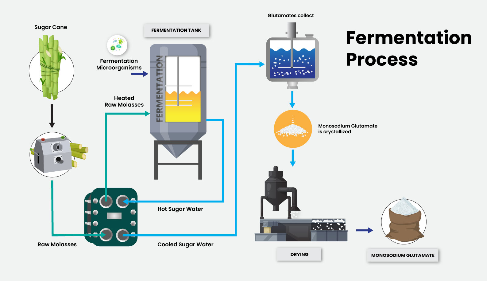 Fermentation Process